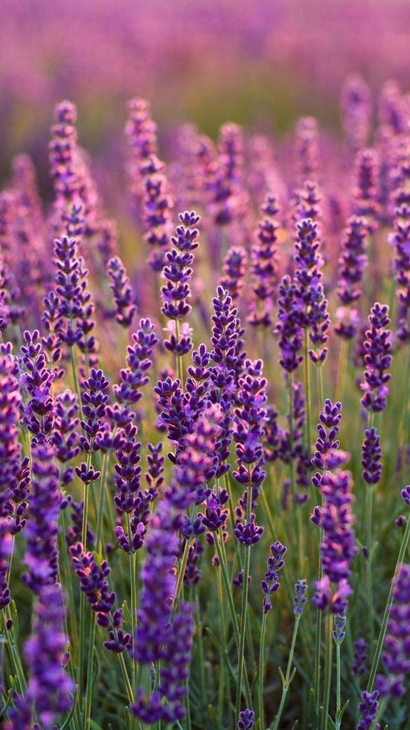 lavender field sleep relief peaceful stress relief